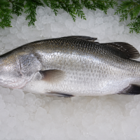 Ikan Baramundi