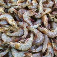 Udang Vaname
