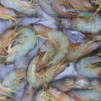 Udang Banana