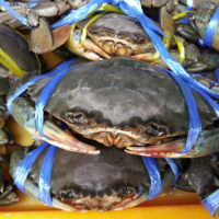 Kepiting Bakau