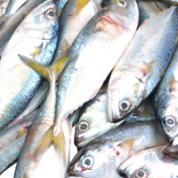 Ikan Kembung