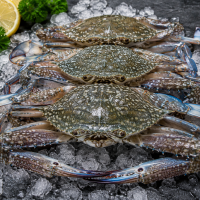 Kepiting Rajungan